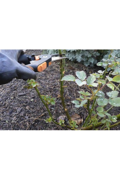 Обрізка троянди чайно-гібридної Гіннес